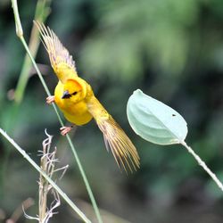 Close-up of bird perching on yellow flower