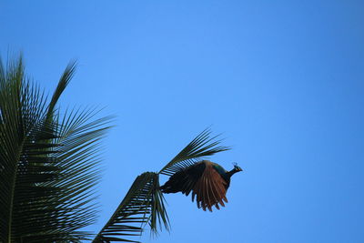 Indian female peacock is flying from the tree and blue sky on the background. 