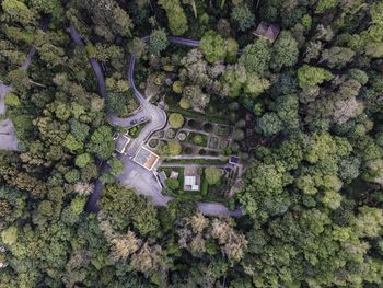 High angle view of trees and plants in forest