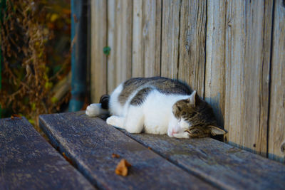 Close-up of cat sleeping on wood