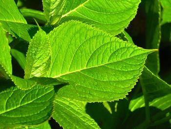 Close-up of fresh green leaf