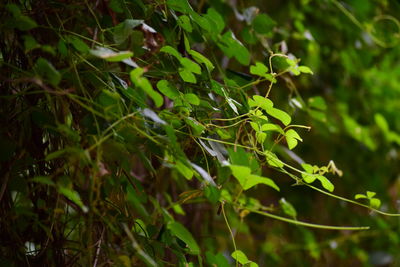 Close-up of plant growing on field