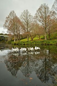 Reflection of trees in lake