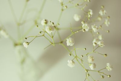 Close-up of white flowers