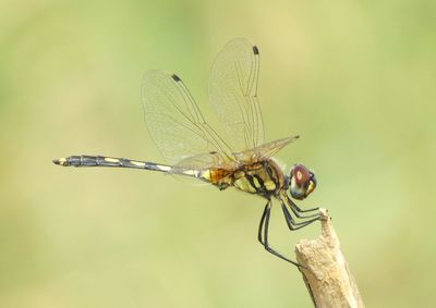 Close-up of damselfly on leaf