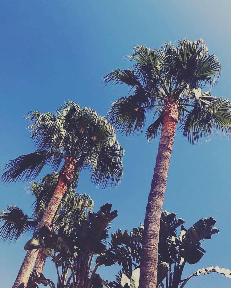 palm tree, tree, low angle view, tree trunk, growth, nature, day, beauty in nature, blue, outdoors, clear sky, scenics, tranquility, no people, sky, branch, tall