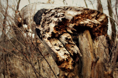 Close-up of tree trunk