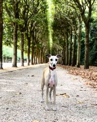 Portrait of dog standing on road