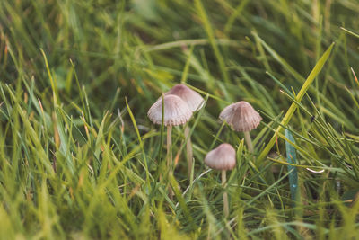 Close-up of mushrooms growing outdoors