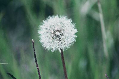 Close-up of dandelion