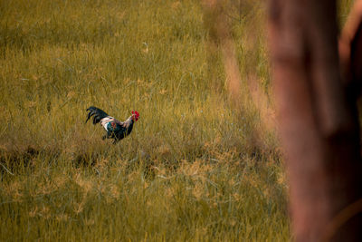 Side view of a bird on a field