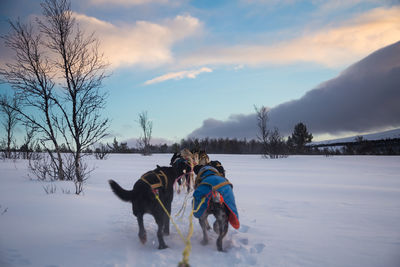 A beautiful husky dog team pulling a sled in beautiful norway morning scenery. 