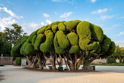 View of plants in park