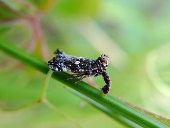 Close-up of insect on plant