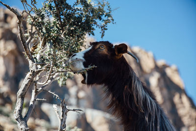 Low angle view of goat feeding on branch