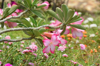 Close-up of pink flowers blooming outdoors