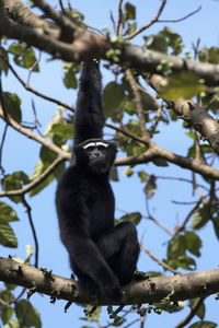 Low angle view of monkey sitting on tree