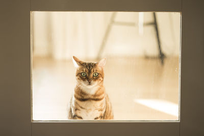 Portrait of cat seen through glass window