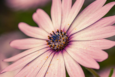 Close-up of pink flower