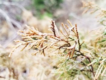 Close-up of wilted plant on field