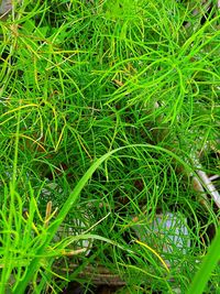 Full frame shot of fresh green grass