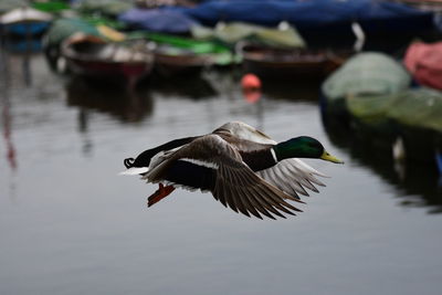 Bird flying over lake