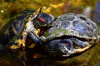 Close-up of tortoise