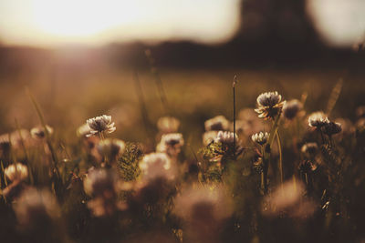 Close-up of dandelion in field