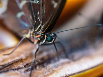 Close-up of insect