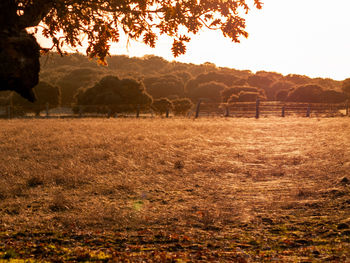 Scenic view of field against sky during sunset