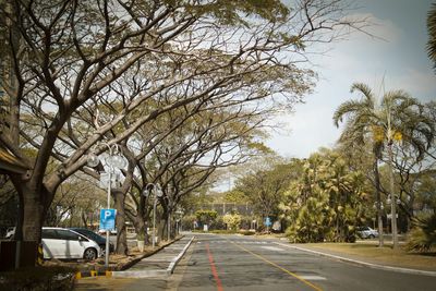 Road amidst trees in city