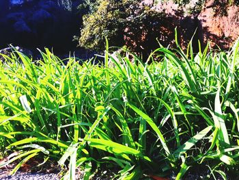 Close-up of fresh green plants on field