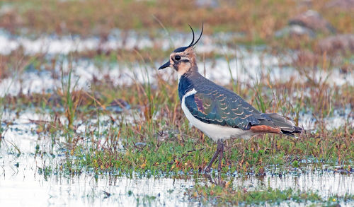 Bird perching on a lake