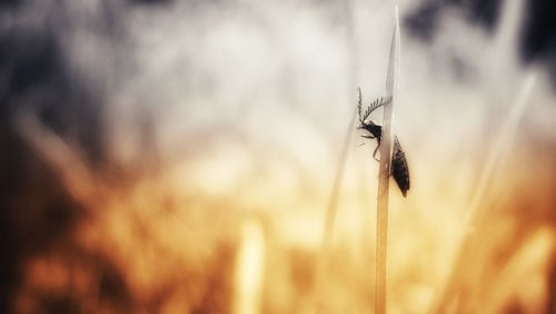 Close-up of insect on plant