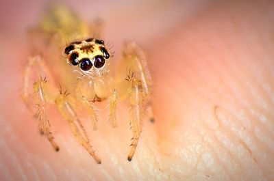 Close-up of small spider on human skin