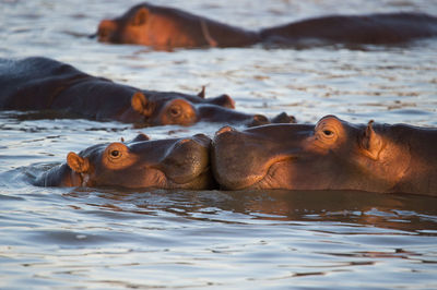 View of hippopotamus in water