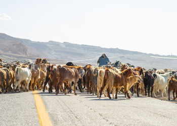 Shepherd with many goats in jordan crossing the road near the dead sea