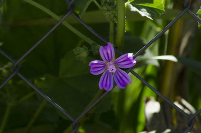 Close-up of purple flower blooming outdoors