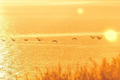 Birds flying against sky during sunset