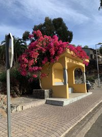 Pink flowering tree by building against sky