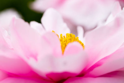 Close-up of pink flower