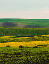 Scenic view of agricultural field against sky