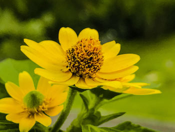 Close-up of yellow flowering plant