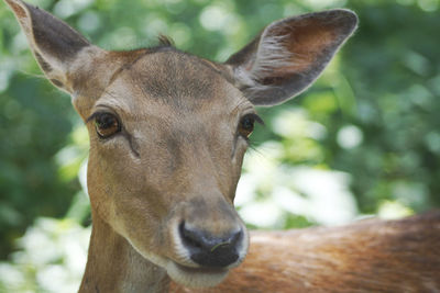 Close-up portrait of deer