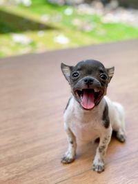 Portrait of dog outdoors