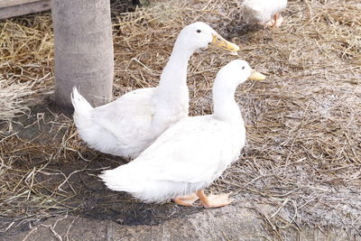 Close-up of swans on grass