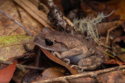 Nature view of litter frog of borneo, close-up of beautiful frog of borneo