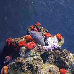 Close-up of eel swimming in sea