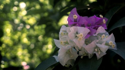 Close-up of pink rose flower