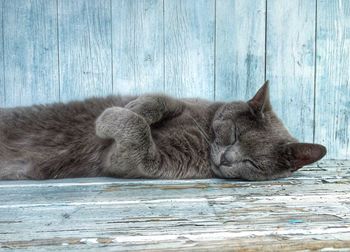 Close-up of cat sleeping